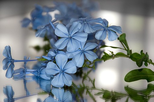 Flores, Primavera, Leadwort Del Cabo