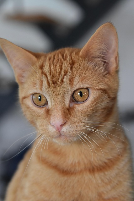 Free Cat Feline photo and picture