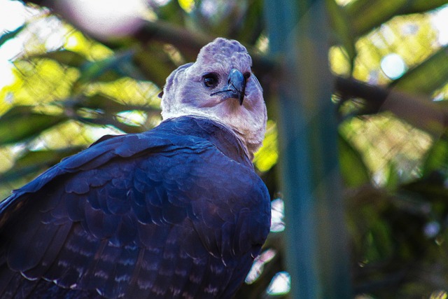 Adler, Vogel, Beute, Amerika, Natur