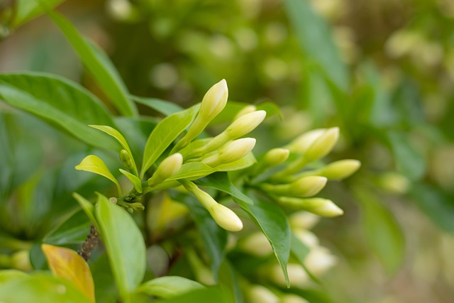 Clous De Girofle Entiers Nobel - Épices Séchées De Chypre, 50g, Parfait Pour Cuisine Méditerranéenne Et Végétarienne