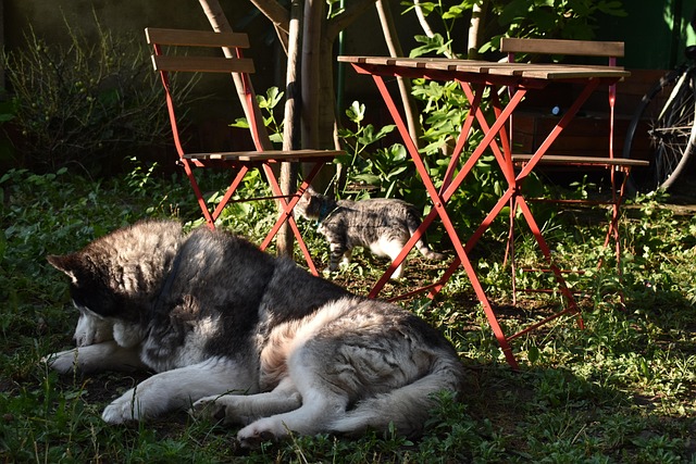 Free Dog Cat photo and picture