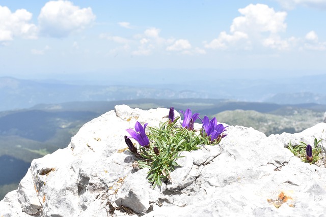 Free Flower Campanula photo and picture