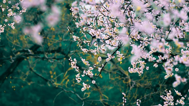 Free Chinese Festivals Beginning Of Spring photo and picture