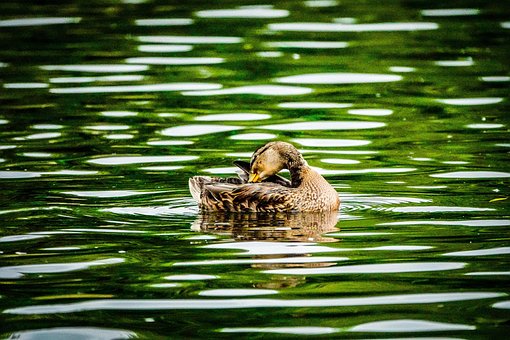 Vogel, Gans, Federn, Wasser, Reflexion