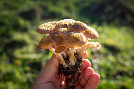 Free Armillaria Honey photo and picture