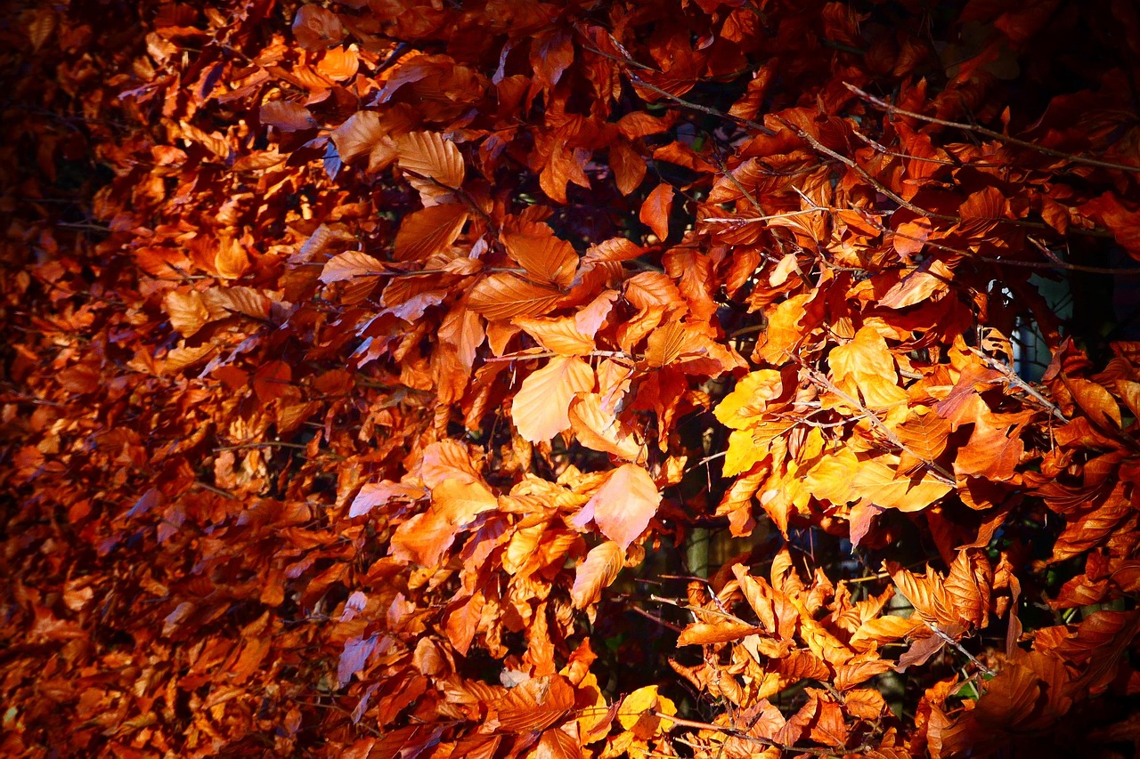 Autumn Leaves Forest - Free photo on Pixabay