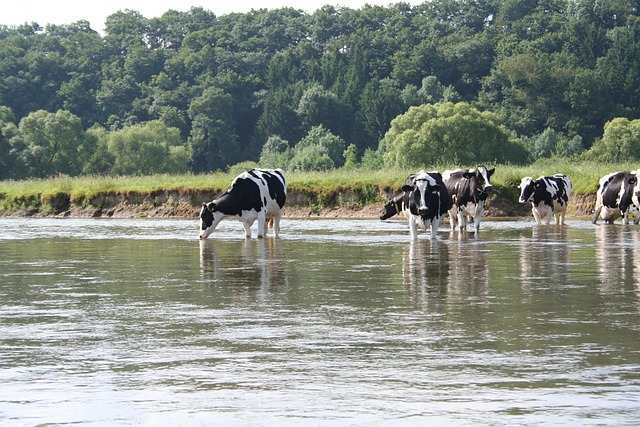 Free Animals Cows photo and picture