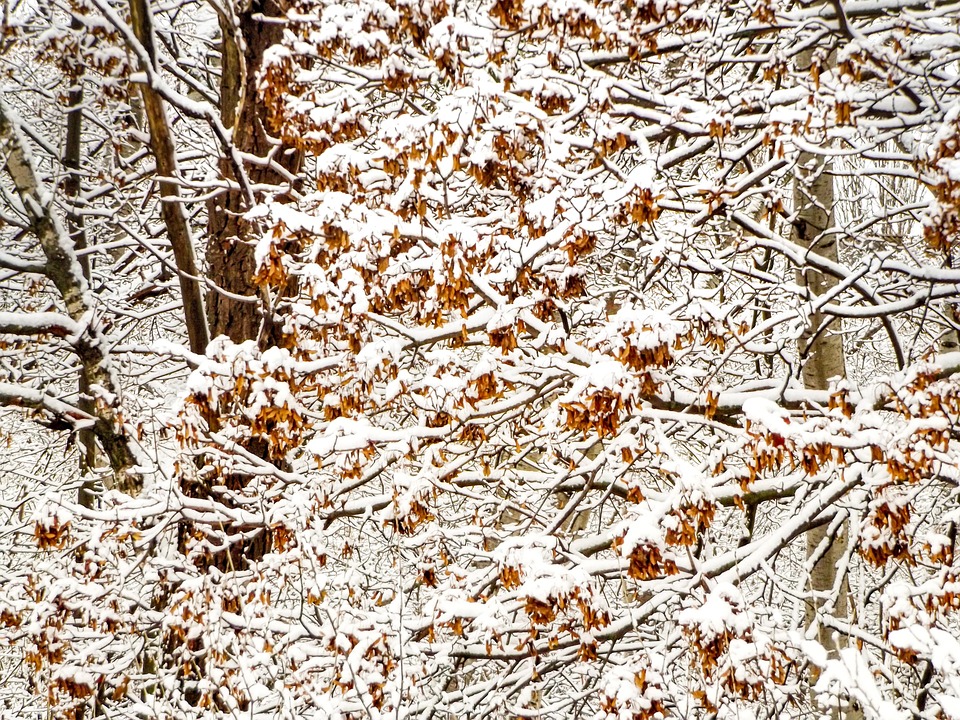初雪 風景 灰 - Pixabayの無料写真