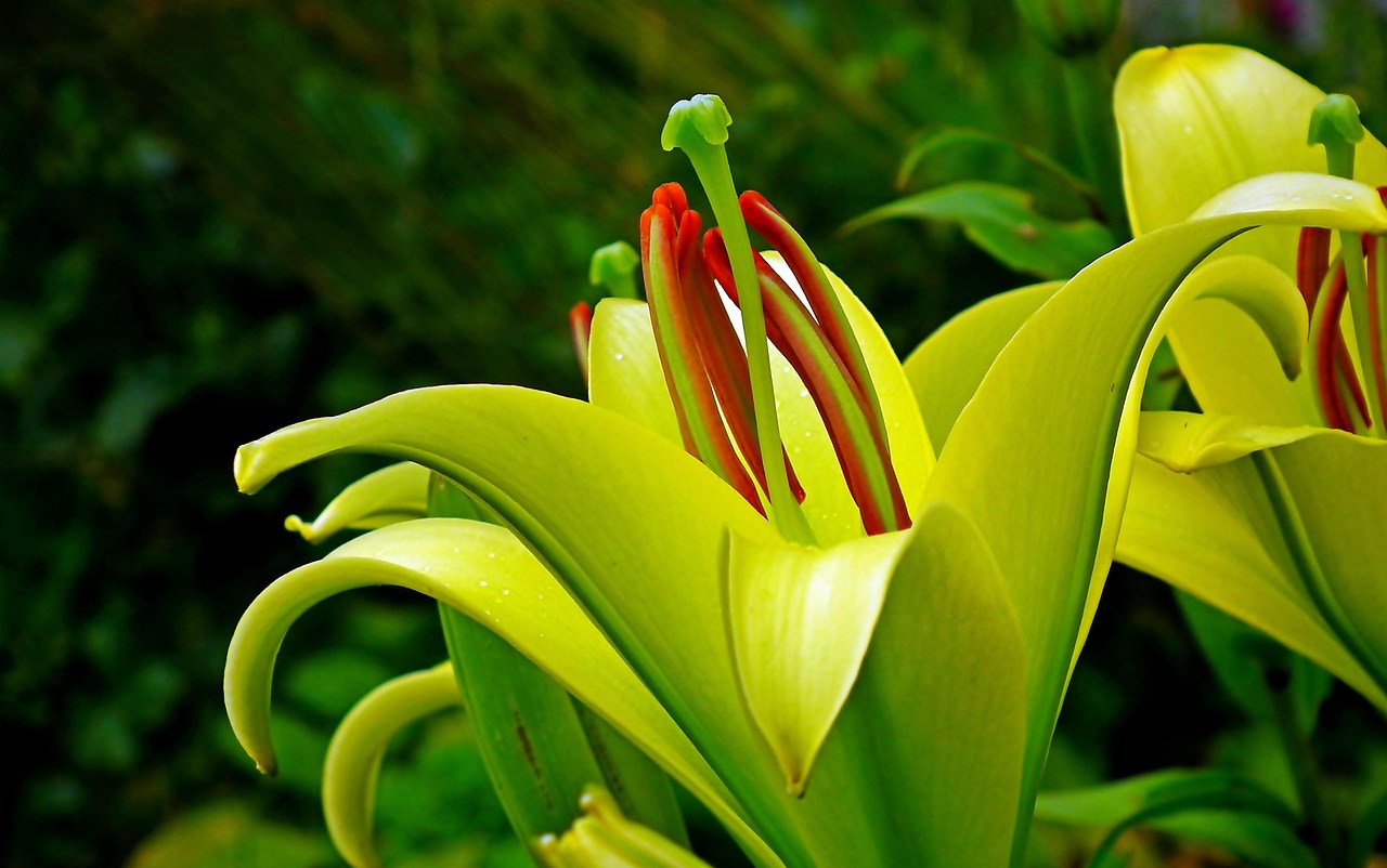 Lirios Flores Jardín El - Foto gratis en Pixabay - Pixabay
