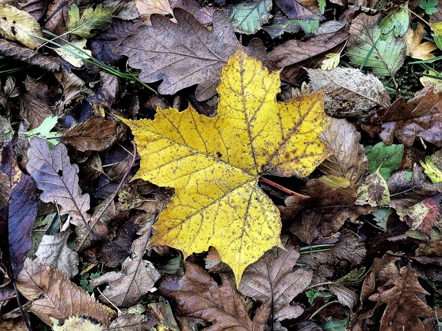 Natur, Herbstblätter, Klinge, Blätter