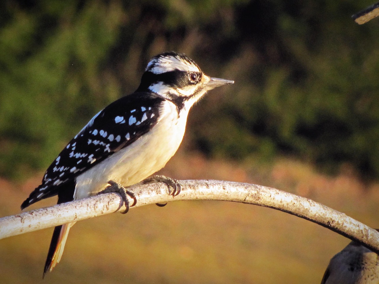 Pássaro Natureza Pica-Pau - Foto gratuita no Pixabay - Pixabay