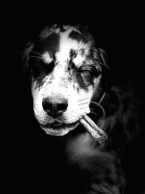 Australischer Hirte Hund Tier - Kostenloses Foto auf Pixabay - Pixabay Australischer Hirte Hund Tier - Kostenloses Foto auf Pixabay - Pixabay