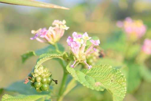 Free Flower Nature photo and picture