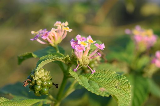 Free Nature Flower photo and picture