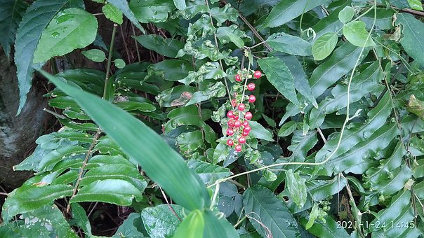 Free Bungga Flower photo and picture