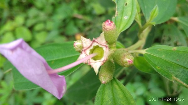 Free Flower Nature photo and picture