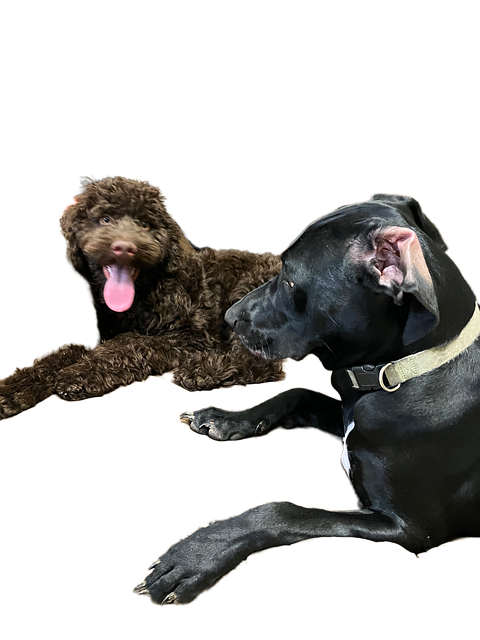 Sød Hund, Hunde, Skære Hund Ud, Dyr