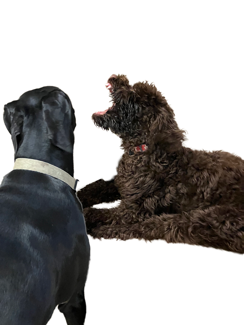 Hund, Kæledyr, Dyr, Ulv