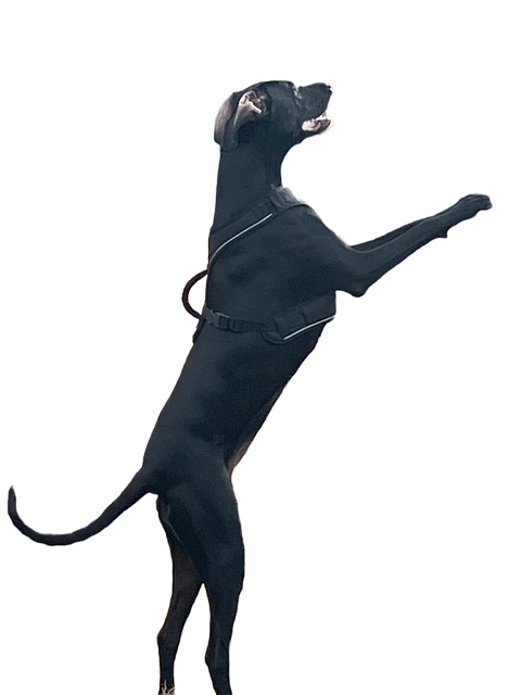 Hund, Dyr, Kæledyr, Ulv