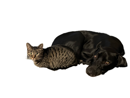 Hund, Kat, Dyr, Kæledyr