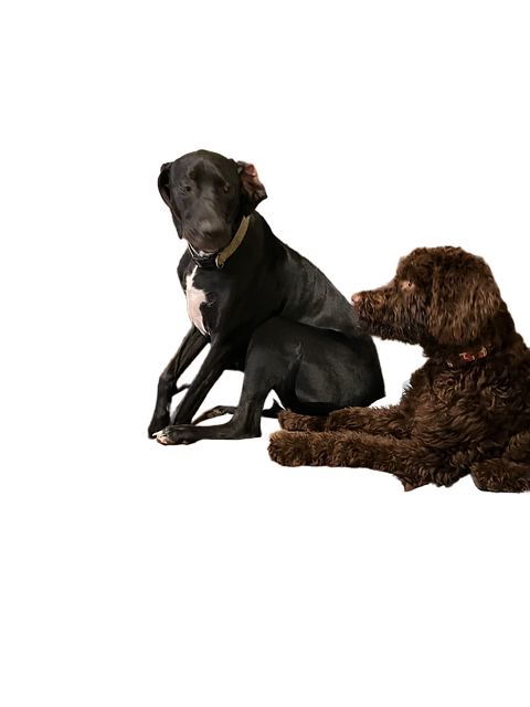Kæledyr, Hund, Dyr, Venner, Venskab