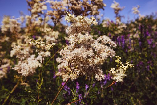 Flores, Fundo Flor, Campo