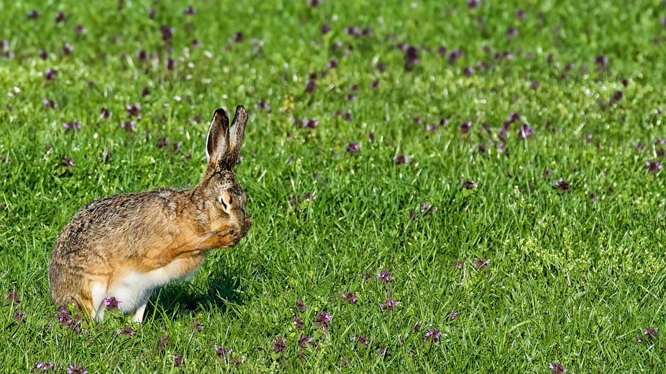 Bunny Rabbit Hare - Free photo on Pixabay