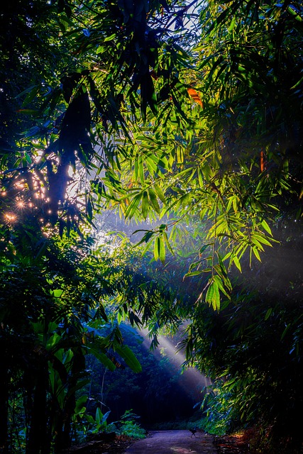 Wald, Sonnenstrahlen, Indonesien, Natur