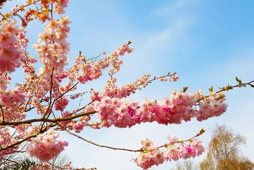 Flores De Cerejeira, Flores Cor De Rosa