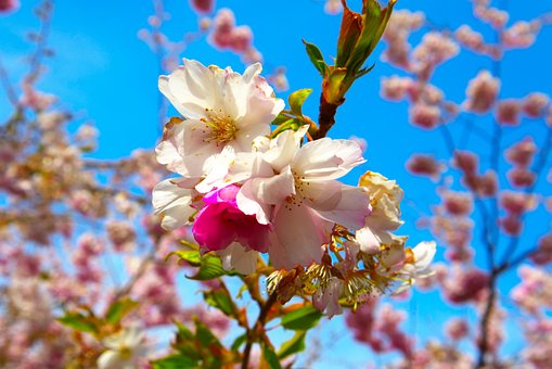 Flores De Cerejeira, Flores Cor De Rosa