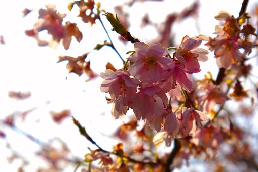 Sakura, Flores De Cerejeira