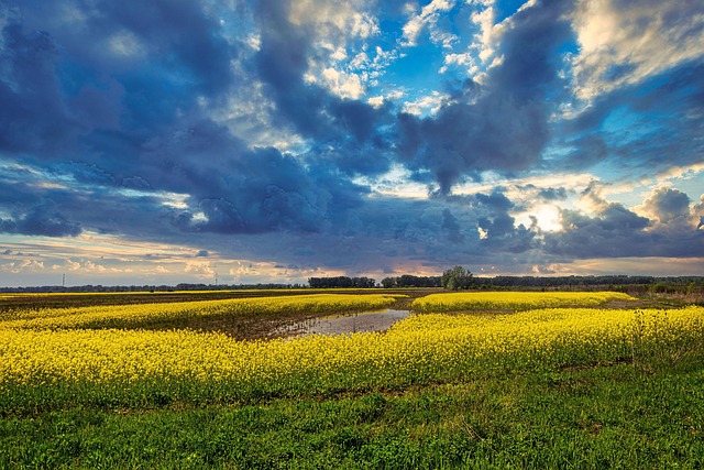 Free Flower Fields photo and picture