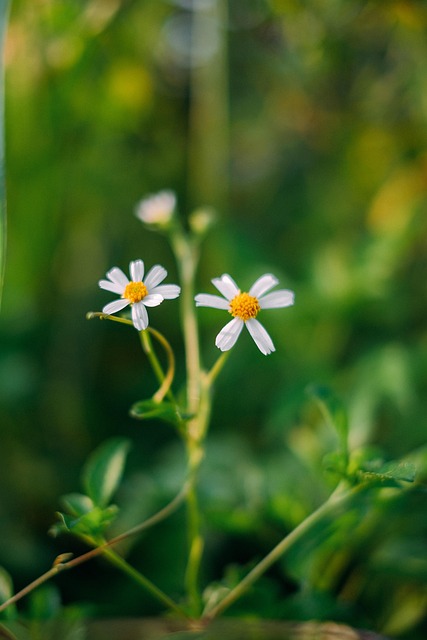 Free Flower Botany photo and picture