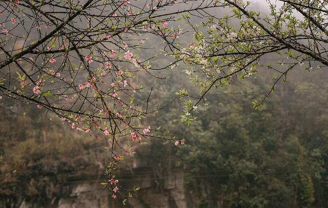 Free Flower Flower Wallpaper photo and picture