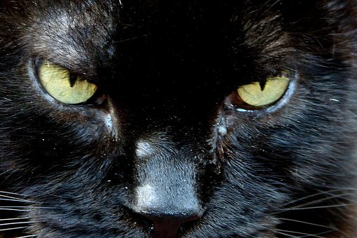 Free Cat Black photo and picture
