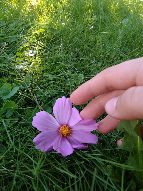 Free Flower Meadow photo and picture