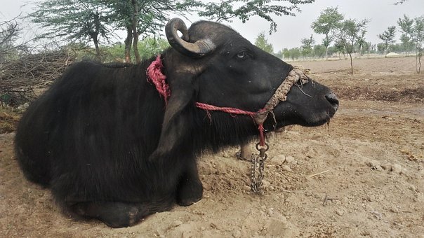 Free Buffalo Animal photo and picture