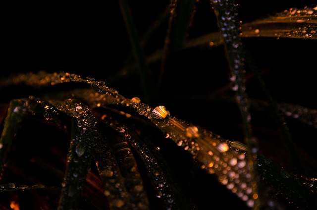 Græs, Natur, Dråbe, Regn, Ocean, Udenfor