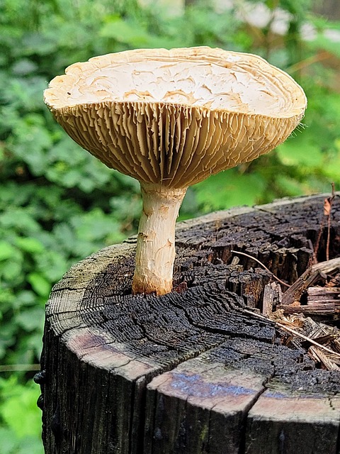 Free Mushrooms Mushroom photo and picture