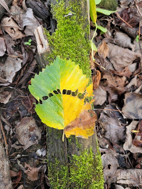 Free Leaves Autum photo and picture