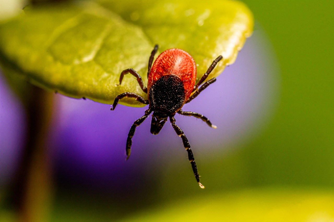 50 000 Free Tick Symbol Tick Images Pixabay
