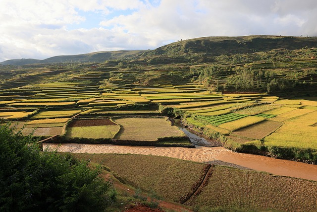 Landskab, Madagaskar, Rismarker