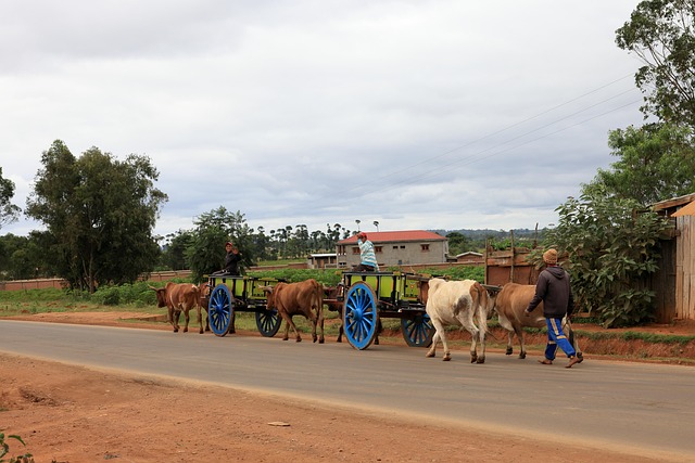 Madagaskar, Zebu, Oksevogn