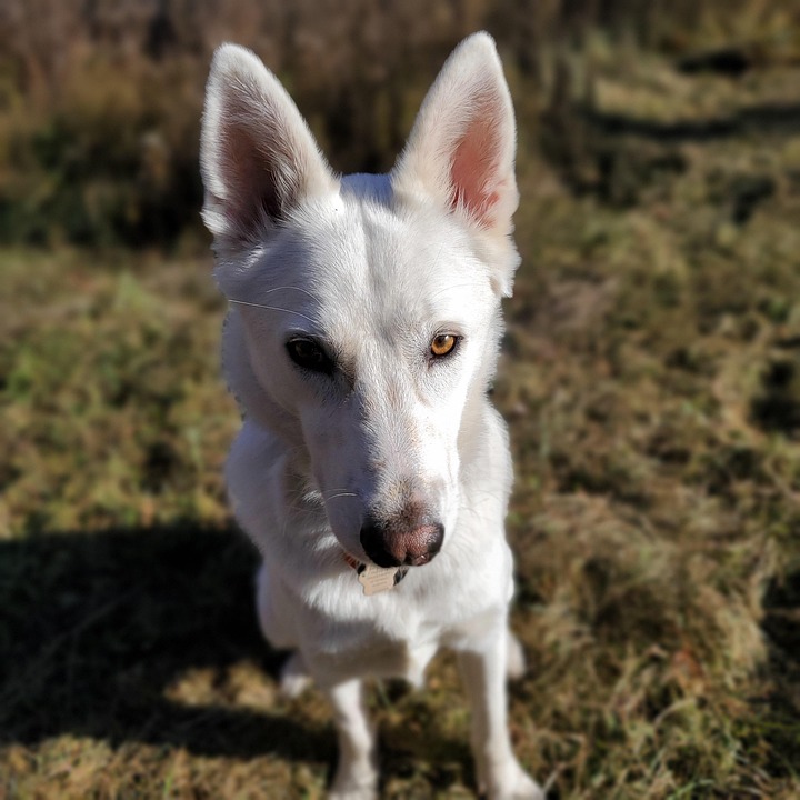 Swiss Shepard Dog Face White Free photo on Pixabay Pixabay