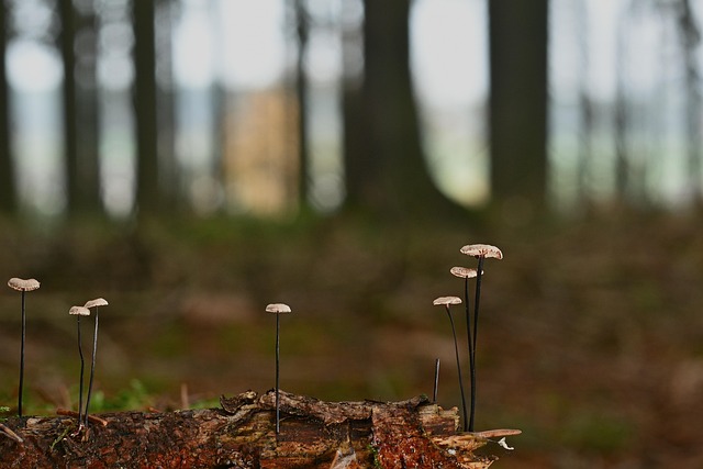 Free Mushrooms Horsehair Dizzy photo and picture