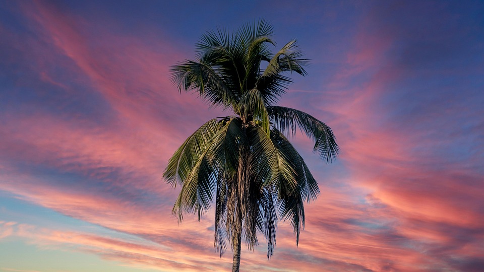 Palm Tree Sunset Sky Free photo on Pixabay Pixabay