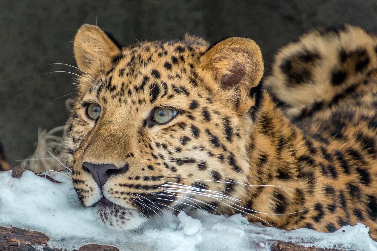 20 Kostenlose Amur Leopard Und Leopard Bilder Pixabay