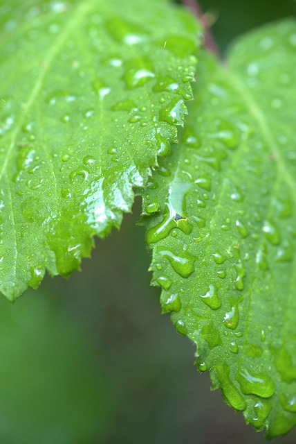 Free Leaves Mint photo and picture