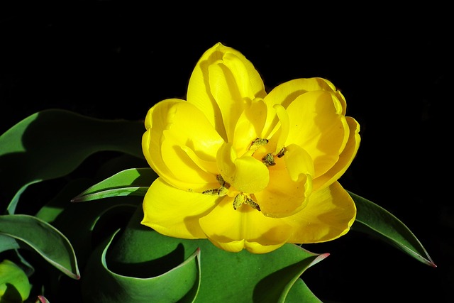 Tulip Flowers Botany - Free photo on Pixabay - Pixabay