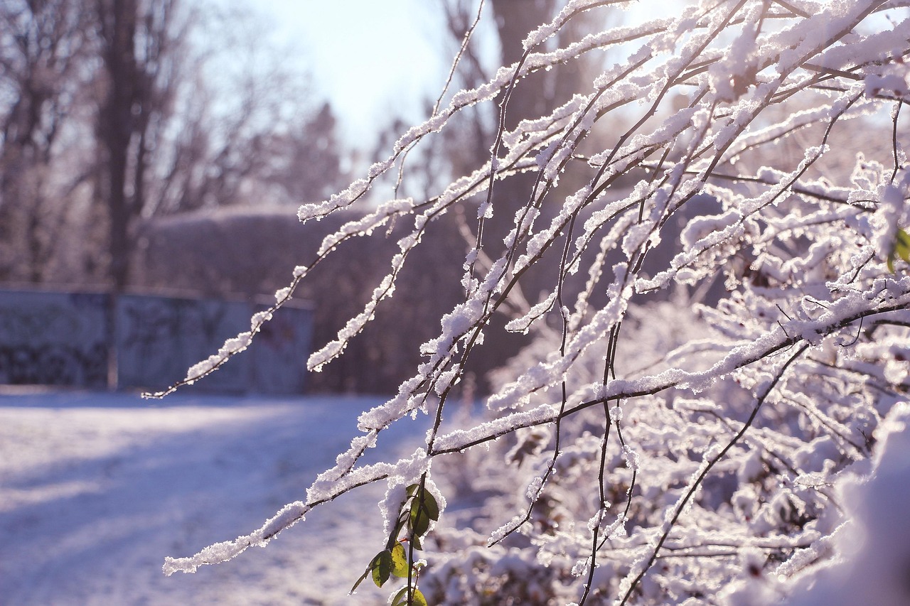树枝 冬天 雪 - Pixabay上的免费照片 - Pixabay
